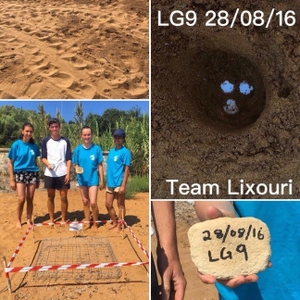 2016-08-31 new nest in Lixouri