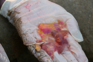 2016-08-31 Pink Bacteria Argostoli Nest