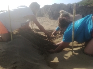 2017-07-05 Nest finding by Argostoli Area