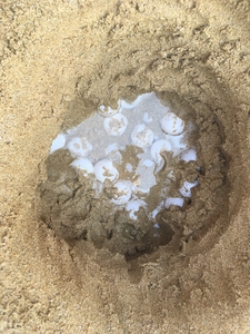 2017-07-05 Nest laid in water