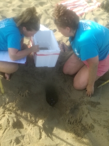 2017-07-05 Digging for the top egg