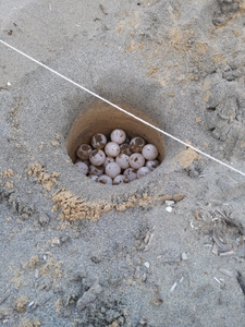 2019-06-14 Argostoli nest top egg depth measurement 2019-06-14 Argostoli nest top egg depth measurement