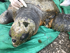 2019-06-30 Injured flipper entanglement 2019-06-30 Injured flipper entanglement