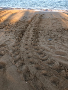 2019-07-05 Turtle track missing rear flipper 2019-07-05 Turtle track missing rear flipper