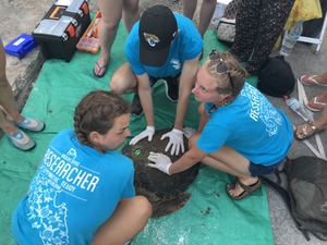 2019-07-13 Turtle 65 tagging event 2019-07-13 Turtle 65 tagging event