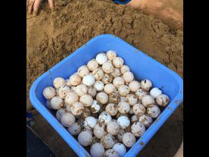 2019-07-20 Lixouri eggs 2019-07-20 Lixouri eggs