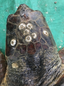 2019-07-28 Argostoli sea turtle head 2019-07-28 Argostoli sea turtle head