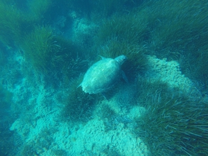 2019-07-28 Argostoli Snorkel Sea Turtle 2019-07-28 Argostoli Snorkel Sea Turtle