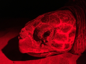 2019-07-28 Lixouri nesting sea turtle 2019-07-28 Lixouri nesting sea turtle