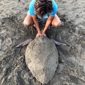 2019-08-05 Ai Chelis nesting turtle 2019-08-05 Ai Chelis nesting turtle