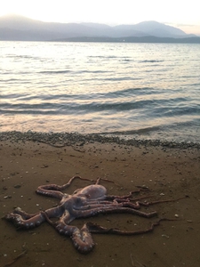 2019-08-10 Lixouri alive octopus 2019-08-10 Lixouri alive octopus