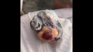 2019-08-15 Argostoli inventory dead embryo 2019-08-15 Argostoli inventory dead embryo