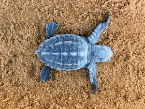 2019-08-15 lixouri hatchling 2019-08-15 lixouri hatchling