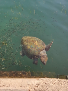 2019-08-25 Argostoli Barb 2019-08-25 Argostoli Barb