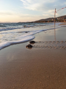 2019-08-25 Argostoli Hatchlings to Sea 2019-08-25 Argostoli Hatchlings to Sea
