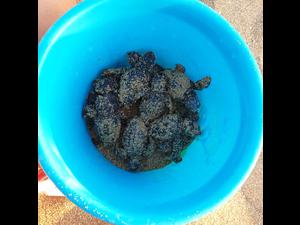 2019-08-30 Argostoli hatchlings 2019-08-30 Argostoli hatchlings