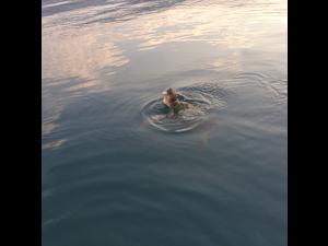 2019-09-08 Argostoli harbour turtle 2019-09-08 Argostoli harbour turtle