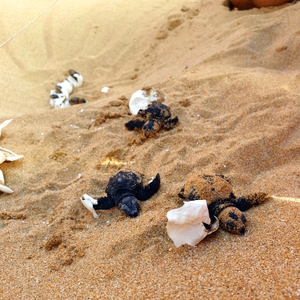 2019-09-08 Argostoli hatchling 2019-09-08 Argostoli hatchling