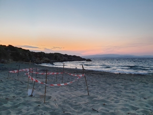 2019-09-08 Argostoli nest 2019-09-08 Argostoli nest