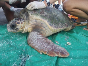 2019-09-29 Argostoli tagging 2019-09-29 Argostoli tagging