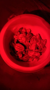 2020-08-15 hatchling rescue 2020-08-15 hatchling rescue