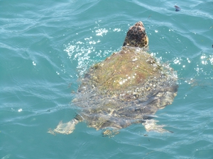 2021-01-29 Atlas 2012 Photo id loggerhead 2021-01-29 Atlas 2012 Photo id loggerhead