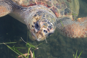 2021-01-29 Atlas 2020 Photo id loggerhead 2021-01-29 Atlas 2020 Photo id loggerhead