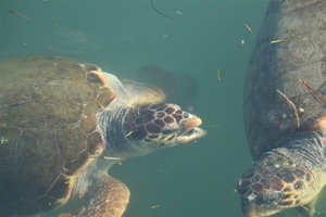 2021-02-16 turtle fighting 2021-02-16 turtle fighting