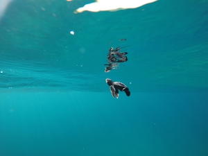 2021-03-01 hatchling swimming in sea 2021-03-01 hatchling swimming in sea
