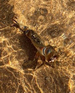 2021-06-07 Crab 2021-06-07 Crab