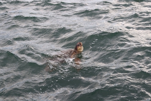 2021-09-5 Argostoli harbour turtle 2021-09-5 Argostoli harbour turtle