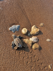 2021-09-5 hatchling to sea 2021-09-5 hatchling to sea