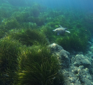 2022-07-06 Skala Posidonia Survey Loggerhead