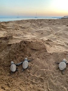 2022 August Hatchlings Crawling