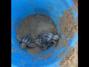 2022 Hatchlings October