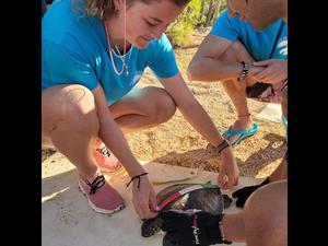 2022 November Green Sea Turtle Measurements