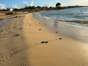 2022 October Hatchlings headed to sea