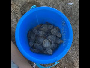 2022 Sep Hatchlings from Inventory