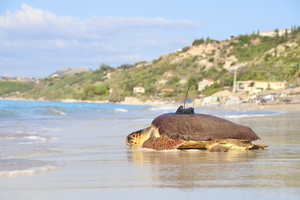 2022 Transmitter Sea Turtle