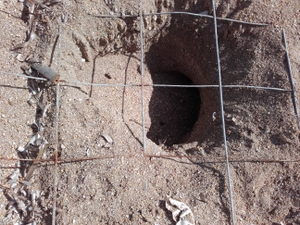 Depredation by a ferret