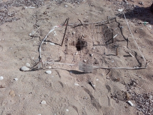 Depredated nest