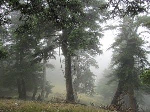 The dense forest of Mount Ainos