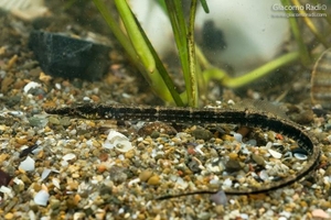 Syngnathus abaster pipefish Syngnathus abaster pipefish