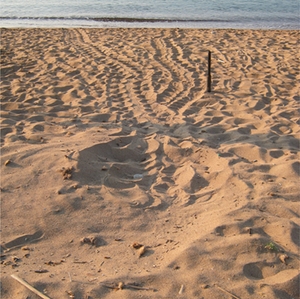 Sea turtle tracks on the beach