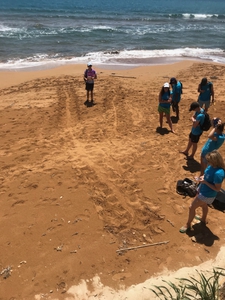 A sea turtle crawled up Megas Lakkos beach but did not nest