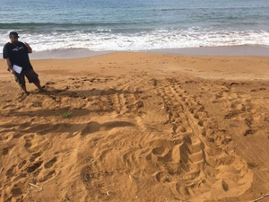 A sea turtle nest very close to the sea