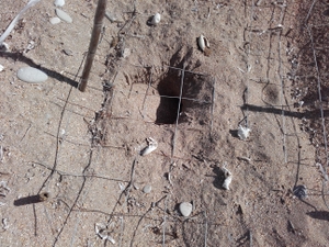 Dry egg shells scattered around depredated nest
