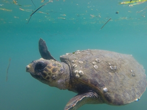 Argostoli Harbor sea turtle with barnacle on beak Argostoli Harbor sea turtle with barnacle on beak