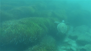 Argostoli team snorkeling in July