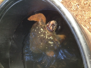 Circe fresh water tank